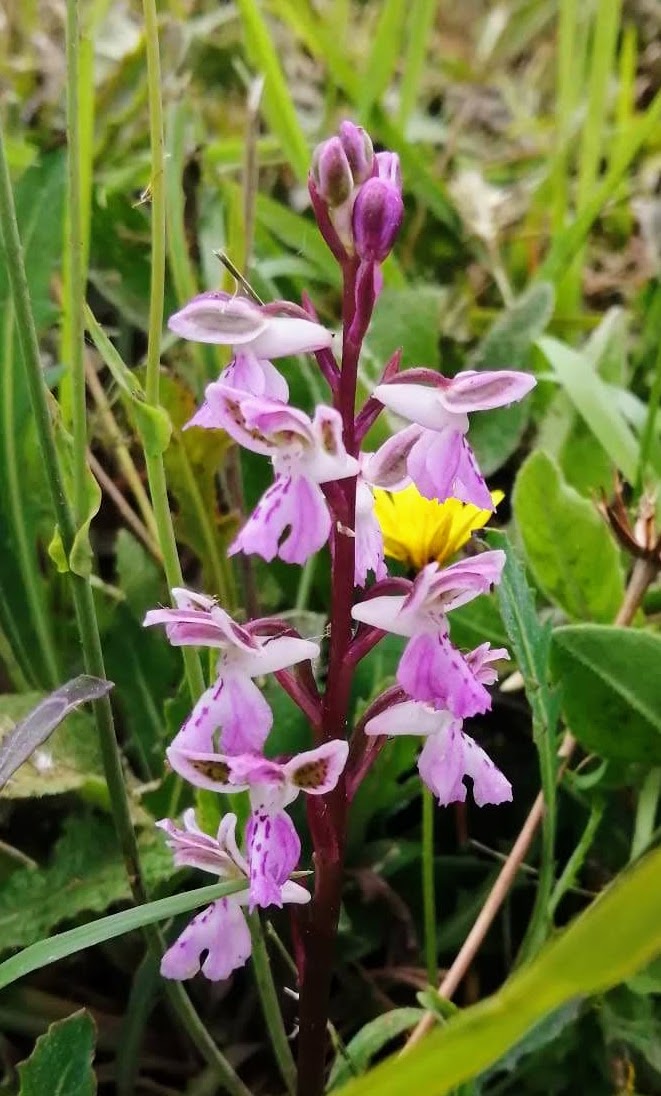 LIFEorchids tweet media