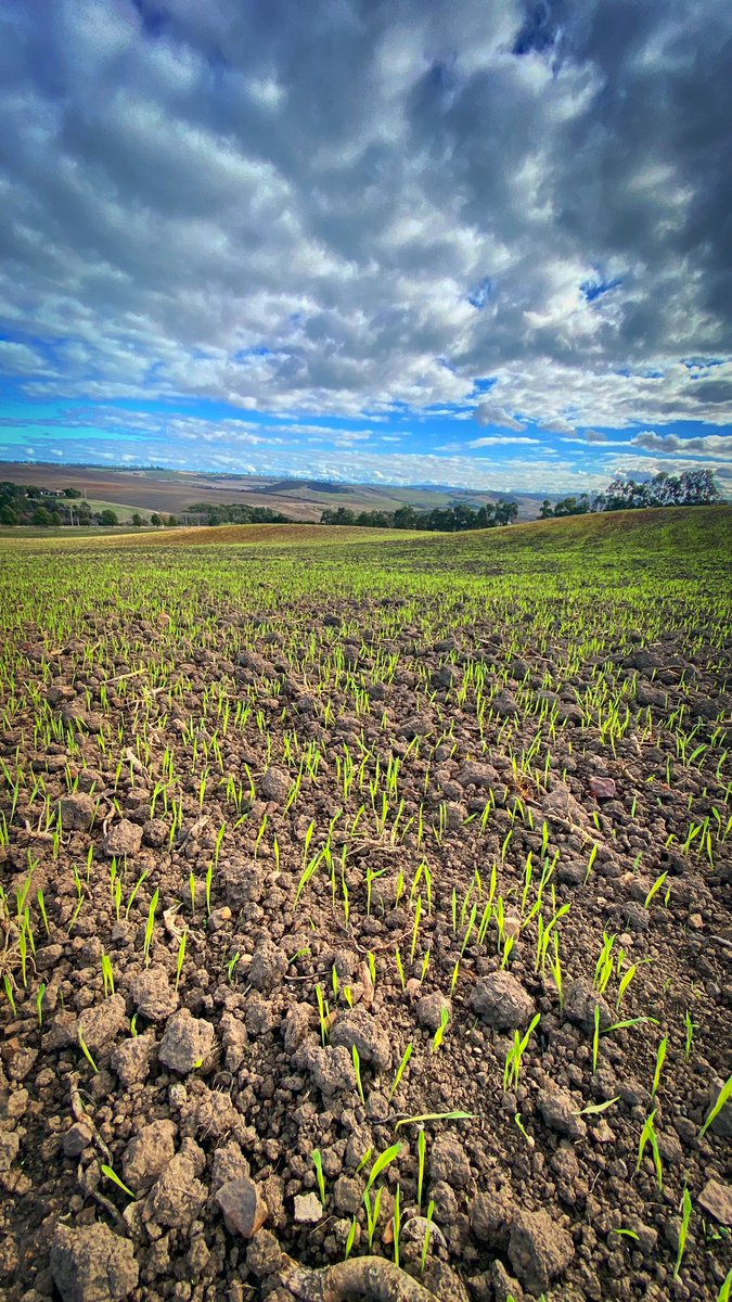 Van_Dieman's tweet photo. 🌾 🔜 🍻 The brewing process has begun in earnest 

Next years beer has arisen from its silo hibernation, soil immersion and liquid charge from last weeks rain ☔️

#groundtoglass #estatebeer #farmbrewery #vandieman #editas #paddocktopint #farmtofroth #tillertotap #schoonermalt https://t.co/86Lx9xTPlZ