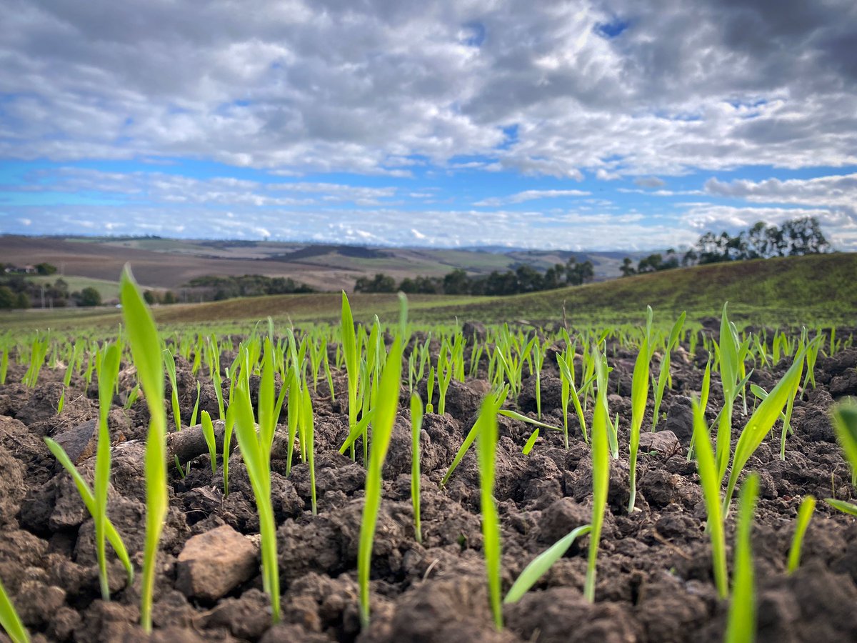 Van_Dieman's tweet photo. 🌾 🔜 🍻 The brewing process has begun in earnest 

Next years beer has arisen from its silo hibernation, soil immersion and liquid charge from last weeks rain ☔️

#groundtoglass #estatebeer #farmbrewery #vandieman #editas #paddocktopint #farmtofroth #tillertotap #schoonermalt https://t.co/86Lx9xTPlZ