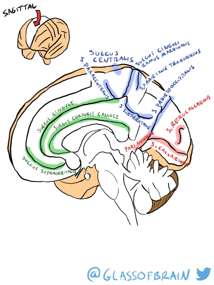 glassofbrain's tweet photo. Neuroanatomy 14-17: Brain cut through the middle, in Latin!

#Neuroanatomy #Neuroscience #Neurotwitter #Anatomy #Medicine #Latin #Brain #Science https://t.co/A9ndcNspIm