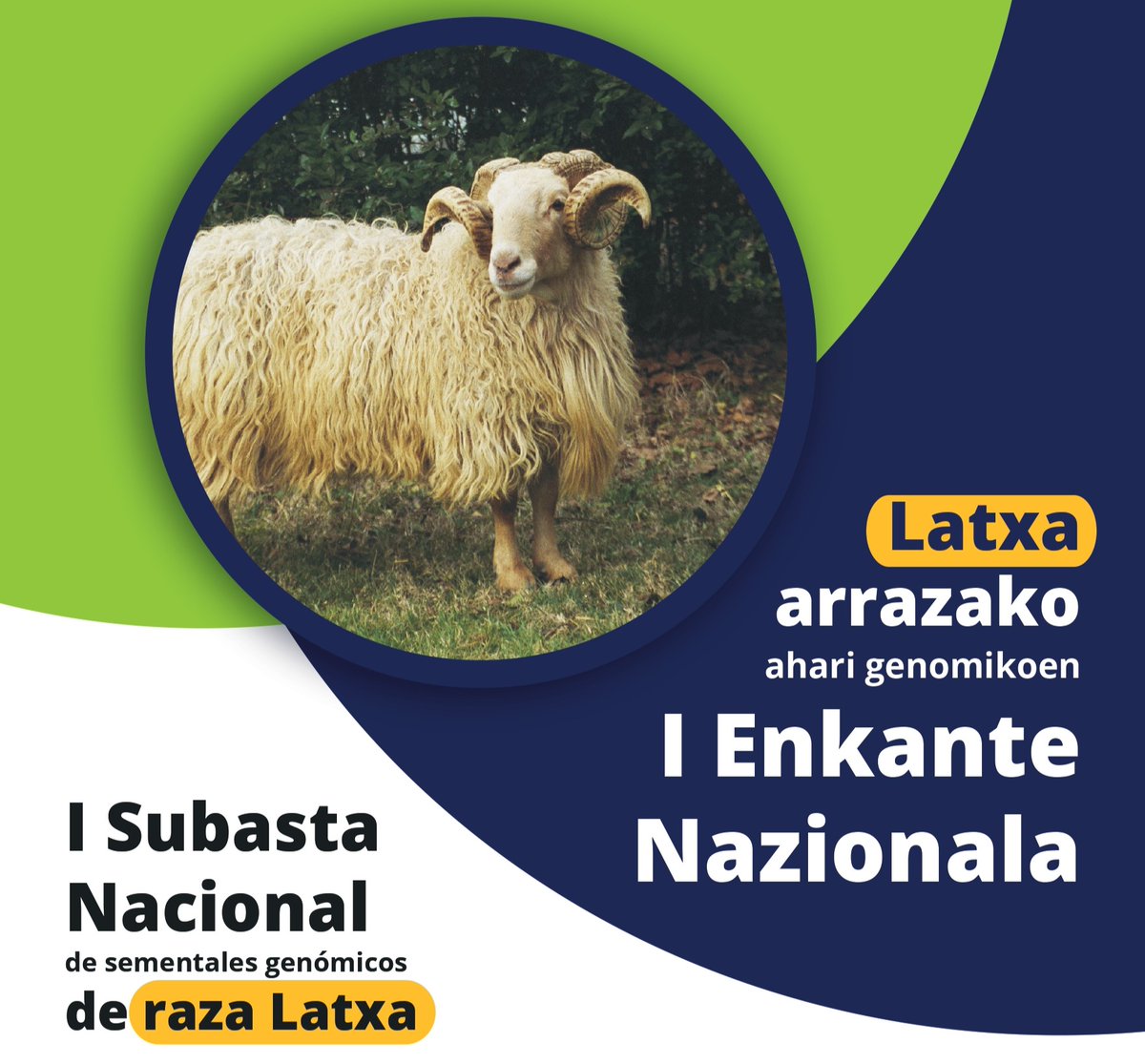 IntiaSa's tweet photo. Latxa arrazako ahari genomikoen I. Enkante Nazionala

📍Gorriti (Larraun)
📅Maiatzak 15 Igandea

🕓10:00-15:00
Aharien erakusketa
🕓10:00-12:00
Enkanterako txartelak
🕓12:30
Enkantearen hasiera

@LarraungoUdala #ASLANA #CONFELAC #Latxa https://t.co/JarM6eoLZD