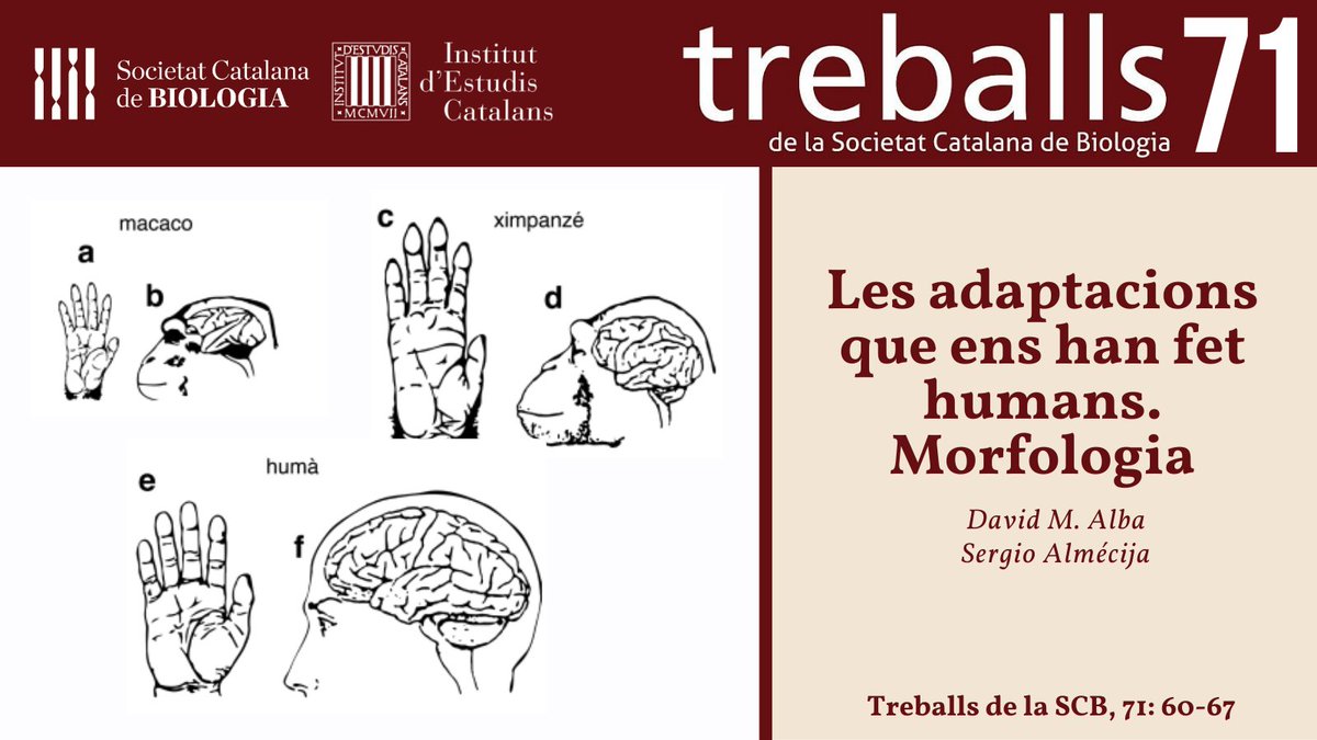 SCB_iec's tweet photo. Seguim presentant-vos els articles de l'última edició de #TreballsSCB71! @iec 

📰” Les adaptacions que ens han fet humans. Morfologia”, de @Vampyropithecus i @AlmecijaSergio @MuseuICP @AMNH @TheRealNYCEP 
🔗 https://t.co/02fNjKjoxs https://t.co/HjPEZI66NO