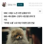 Photo by 미국수의사The Veterinarian's Diary (@VetonFire)