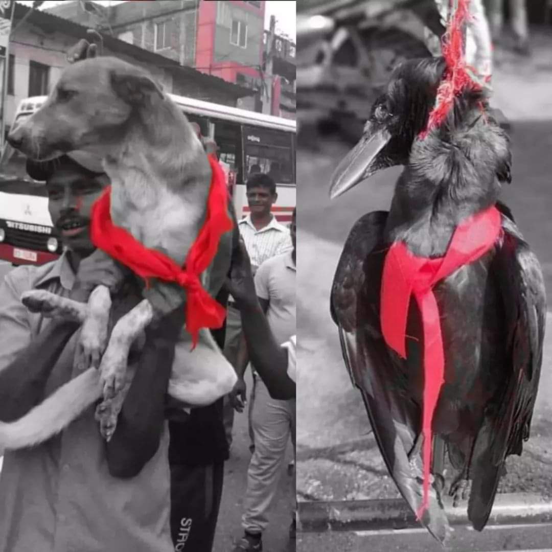 sciman_flint's tweet photo. Stop Animal abuse! They have nothing to do with this! 🚫

(Original photos are taken via Social Media) https://t.co/cx2nBTteUN