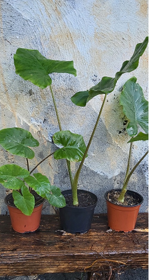 Ti plantes: ALOCASIA MACRORRHIZA tiplantes.blogspot.com/2022/05/alocas…