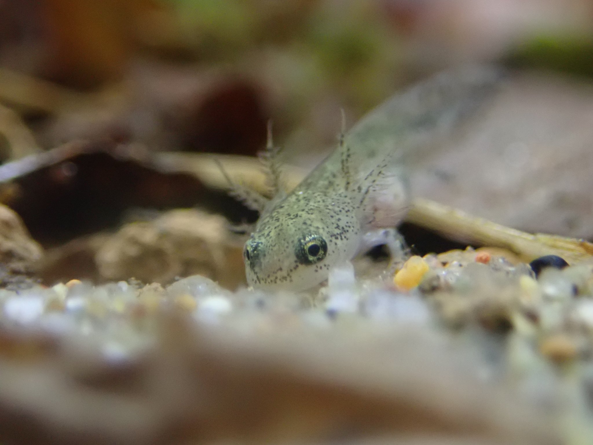 千葉市動物公園 公式 子ども動物園飼育センター内で展示を開始しました千葉県内のトウキョウサンショウウオですが 水槽は落ち着き 幼生が成長して特徴的な外鰓 がいさいも 観察しやすくなっております 是非足を運んでください ギ 千葉市動物公園