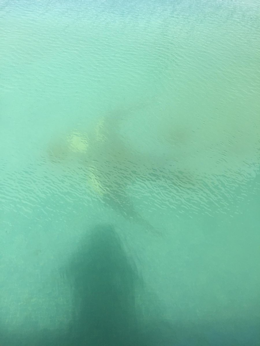 mandelsinspain's tweet photo. another pool cleaned!! https://t.co/bbzgrr64Qx
