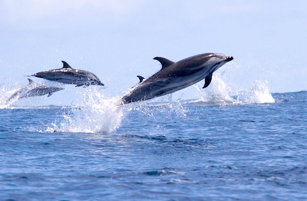 Le straordinarie immagini di un viaggio #WWF con <a href="/WWFTravel/">WWF Travel</a> alle #Azzorre
Megattere, balenottere azzurre e comuni, capodogli stenelle , delfini e globicefali
foto <a href="/LPintore/">Laura Pintore</a>