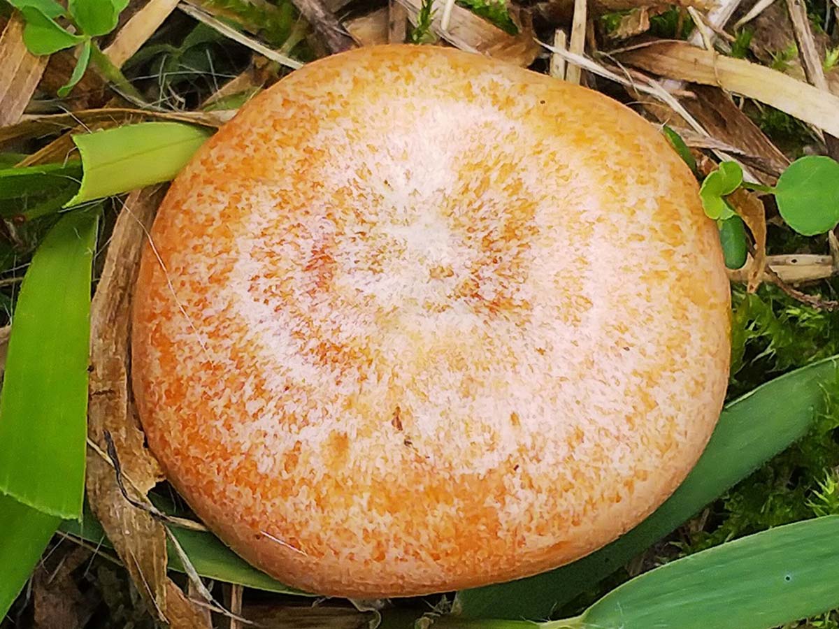 野生のきのこ Twitter Search Twitter