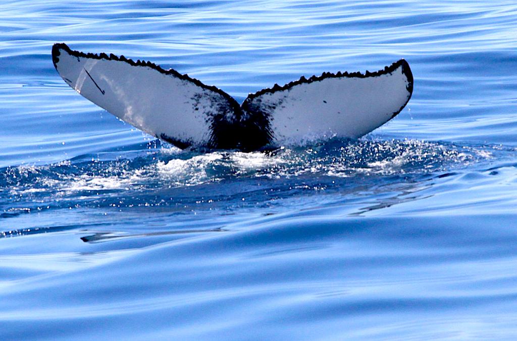 WWFitalia's tweet photo. Le straordinarie immagini di un viaggio #WWF con @WWFTravel alle #Azzorre
Megattere, balenottere azzurre e comuni, capodogli stenelle , delfini e globicefali
foto @LPintore https://t.co/5HhfCtiS7Y
