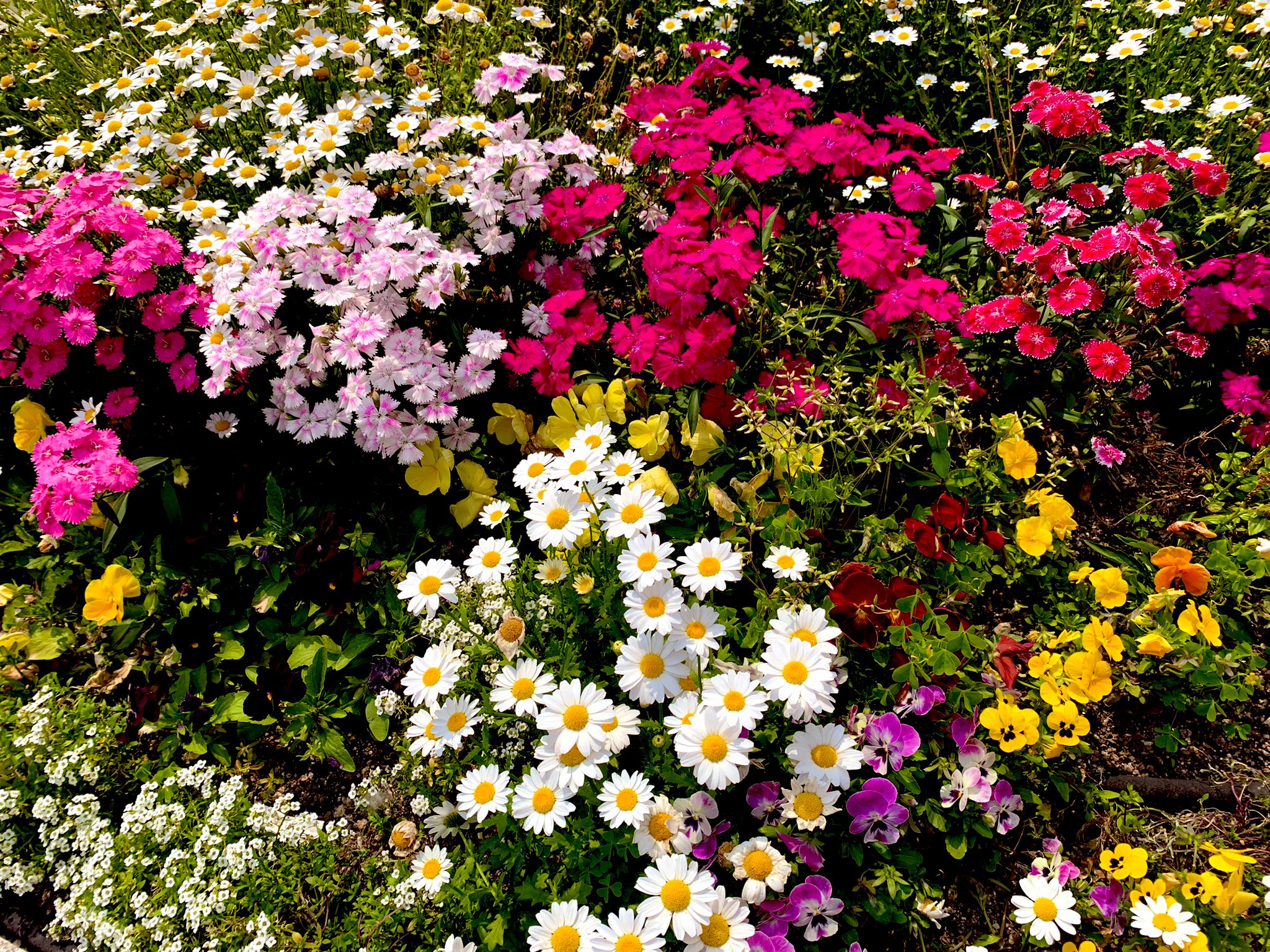たろすけ 花 ガーベラの花言葉って 希望 常に前進 だそうです 丁寧に育てれば年間育つそうです 月山選手はそんな感じがする選手だと思います Stardom コズエン 月山和香 Twitter