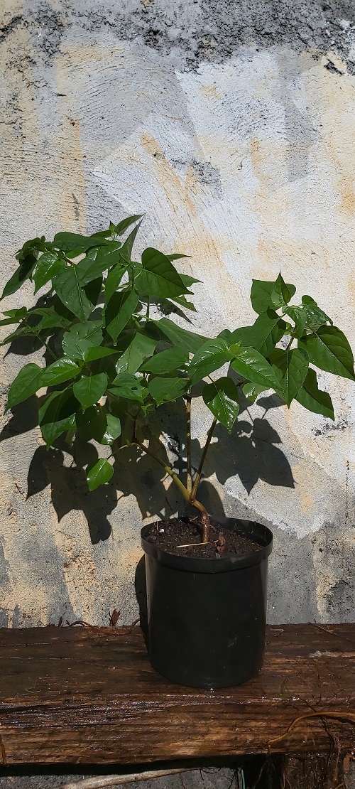 Ti plantes: BELLE DE NUIT tiplantes.blogspot.com/2022/05/belle-…