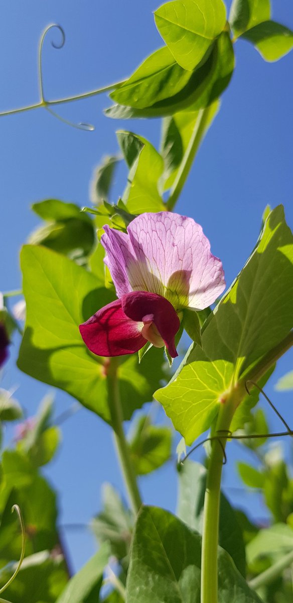 gulcangemec's tweet photo. Bezelye (Pisum sativum)🌿🌸
#Gardenersworld #terracehome
#spring #flower #pisumsativum https://t.co/DgKoPWvGtY