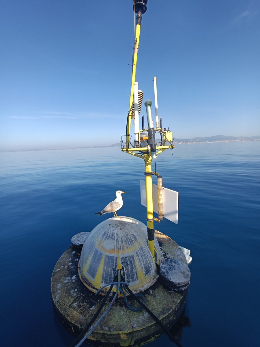 Cambio2100's tweet photo. Muestreo mensual de gases de efecto invernadero en la bahía de Palma. Nos han acompañado está gaviota y dos delfines 🤩 Día ideal para una salida al mar! Los datos para proyectos #SEPPO y #SumaEco van acumulando ☺️ Next stop: Cabrera! https://t.co/ToPp22824z