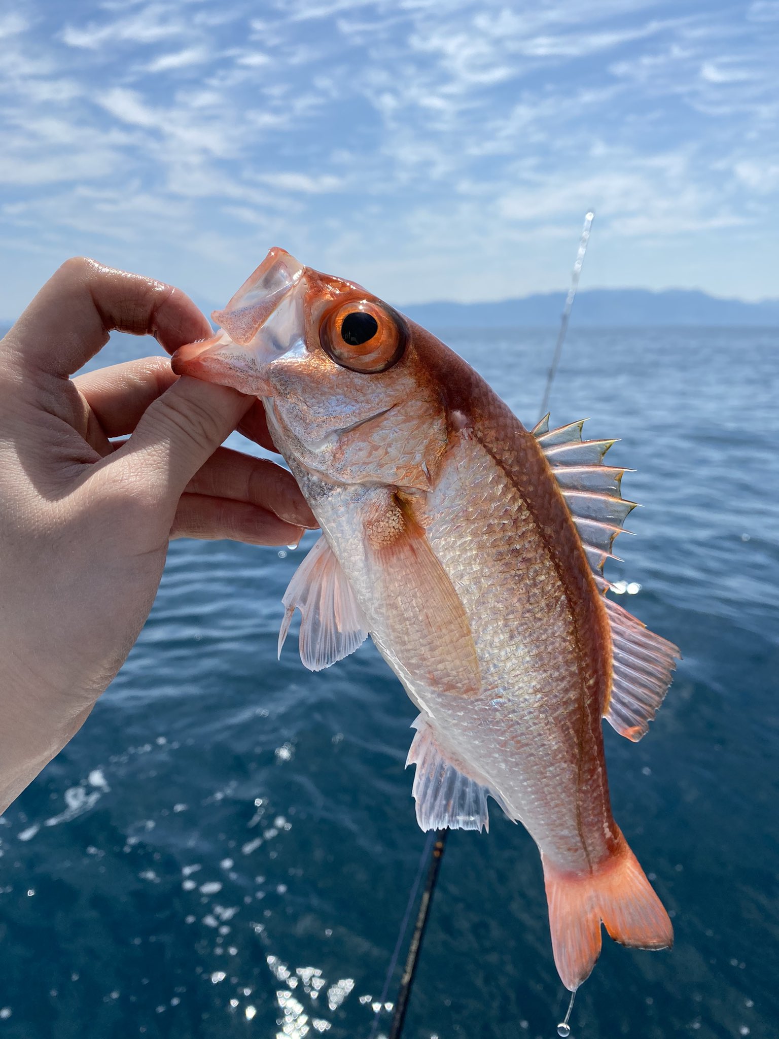 凪海 ナギ 今日は青森県鯵ヶ沢の沖でノドグロ釣り 47 1 7キロのノドグロが釣れて大満足 T Co Jlswqf8pcu Twitter