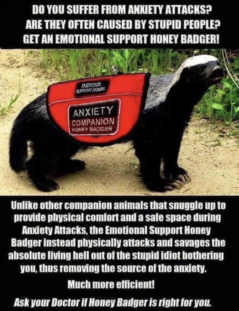 martinimarie's tweet photo. I think we ALL need a Honey Badger, when we have to deal with the ‘Not fit for purpose’ system don’t we? 💔😢 #DisabilityRights #DisabilityInclusion #DisabilityTwitter #SENDArmy #ParentCarers https://t.co/Y7aNzAanqH