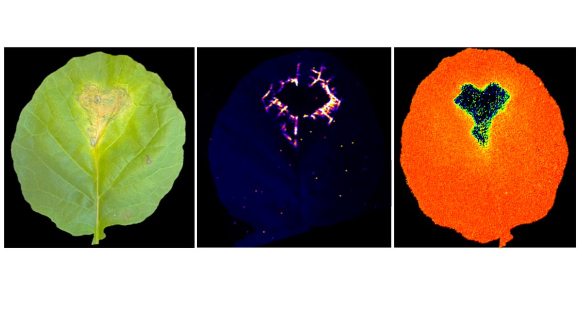 GhoshSrayan's tweet photo. On the #planthealthday #planthealthweek I am #HelpingKeepPlantHealthy by studying black rot disease of cabbage. Combining bioluminescent Xanthomonas and photosynthesis (a measure of plant health) we unravelling infection dynamics and protecting the Xmas Brussel sprout supplies! https://t.co/1dOMrhuqmy