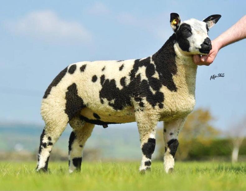 findonsheepfair's tweet photo. Sheep of the Week: Dutch Spotted. Hoping to make a return to the Findon Sheep Fair this year, this distinctly marked breed is a good choice for any pedigree breeder regardless of their flock size. This is partly due to their good temperament and ease of management. https://t.co/O8fpkiQ9NL
