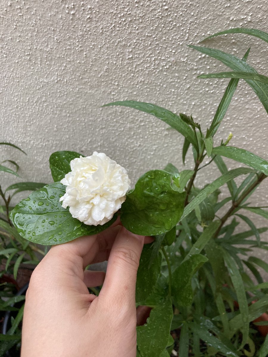 bubble1205's tweet photo. New jasmine flower collection https://t.co/ZedIkOSj62