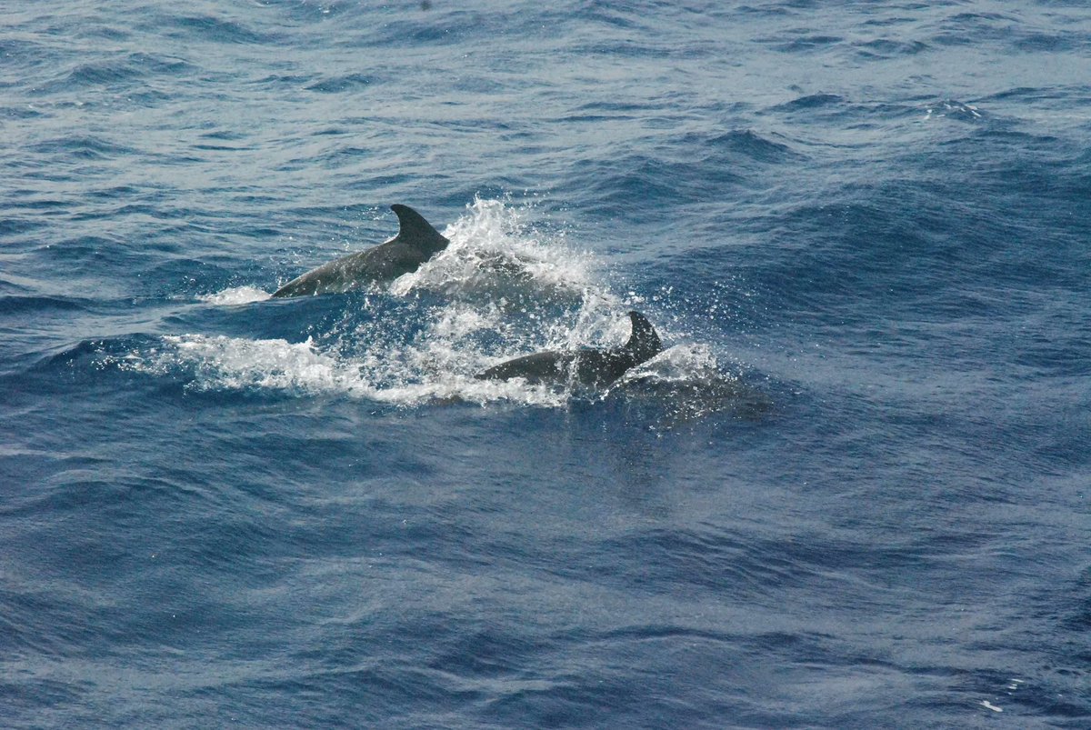 Madeira Dolphins and Whale youtu.be/g80dUeLp4Hc via <a href="/YouTube/">YouTube</a>