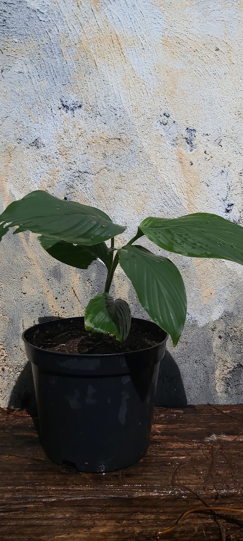 Ti plantes: SAFRAN CURCUMA tiplantes.blogspot.com/2022/05/safran…