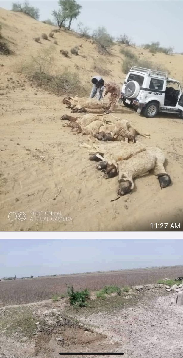 KlasraRauf's tweet photo. #CholistanDrought— https://t.co/0wsw5TBYJX