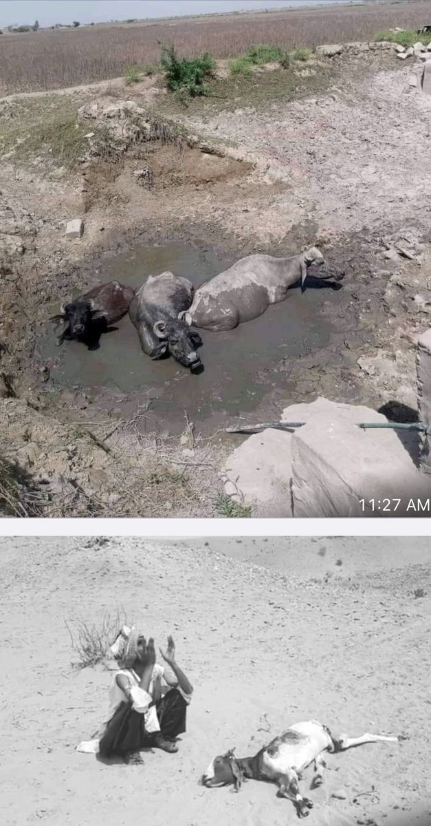 KlasraRauf's tweet photo. #CholistanDrought— https://t.co/0wsw5TBYJX