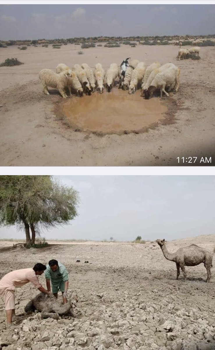 KlasraRauf's tweet photo. #CholistanDrought— https://t.co/0wsw5TBYJX