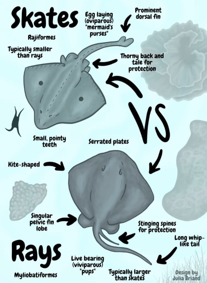 Difference Between Skates And Rays roller-skating-photos