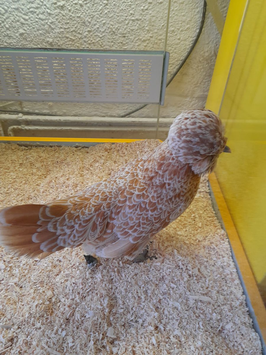 Huhn gesucht? Es wurde am 10. Mai in Liesing (Traviatagasse) entdeckt. Das Tier ist unbestimmten Geschlechts. Das Alter des braunen Huhns ist nicht abzuschätzen. Wer vermisst es? #fundtier #vienna