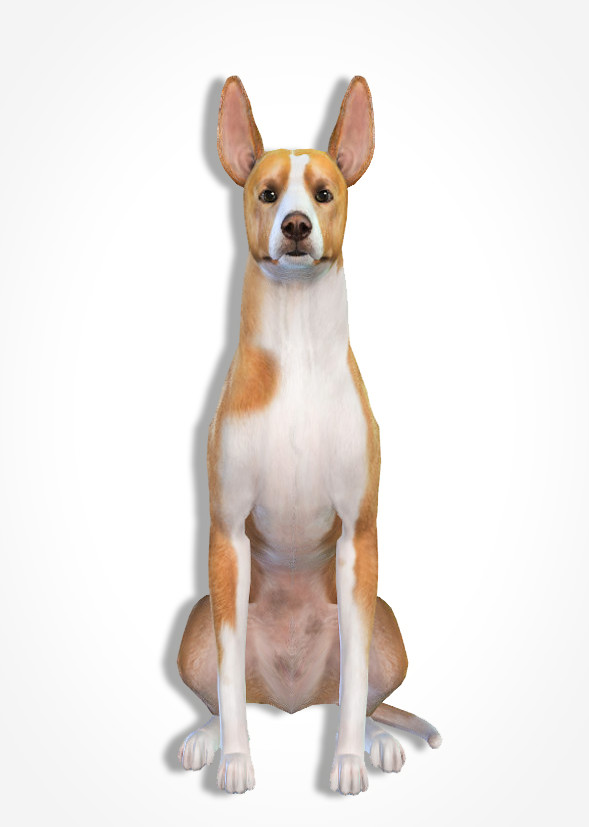 PugownedS's tweet photo. A Podenco Canario named Hansel is awaiting new friends on #TheSims4 gallery, no cc , painted by me in create a pet
#ShowUsYourSims #TheSims #SimsPets https://t.co/00gWbxGkXg