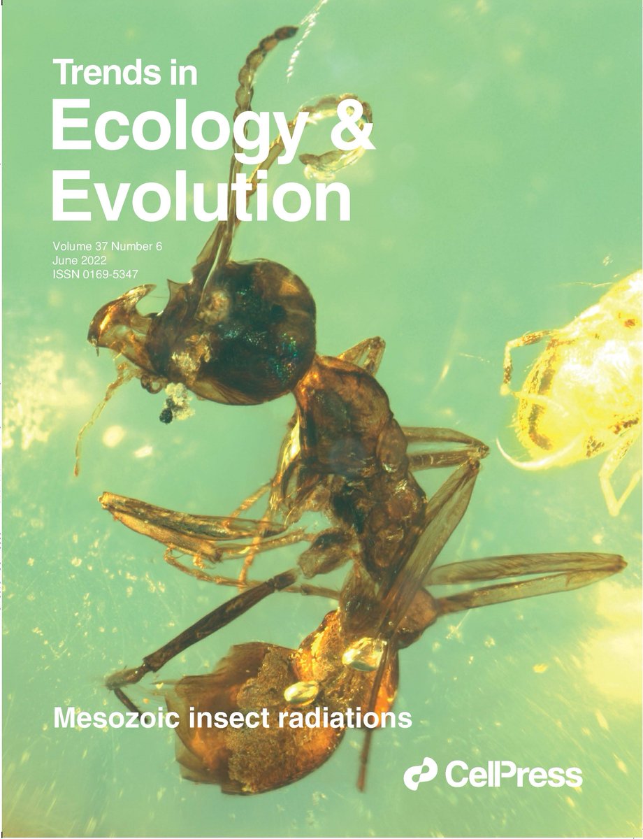 June issue out online now
cell.com/trends/ecology…

The cover is a fossil ant from 100-million-year-old Kachin amber in Myanmar. Article by <a href="/BoWANG_amber/">Bo WANG</a> et al

Featured articles by <a href="/ClaudiaColeine/">Claudia Coleine</a> et al and <a href="/HMorlon/">Helene Morlon</a> et al