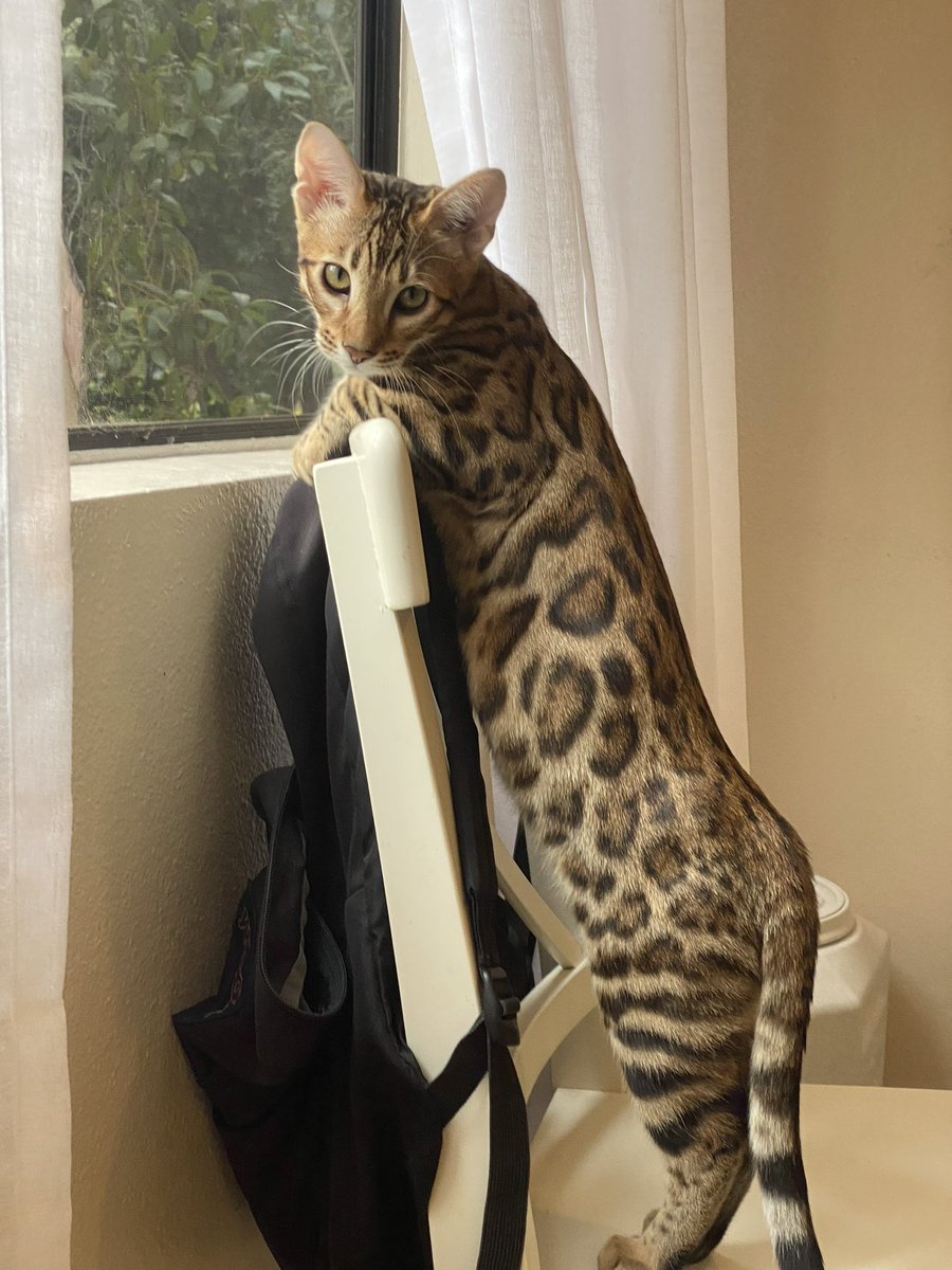 mistraxbt's tweet photo. I don’t understand why we haven’t sent this yet.

Alon Cohen showed us his cat, one of our absolute favourites. They literally haven’t made a coin in its honour yet.

With 80M Catecoin, this might be the best beta to send.

https://t.co/ZY7UgIL7L6 https://t.co/SIngNImLI9