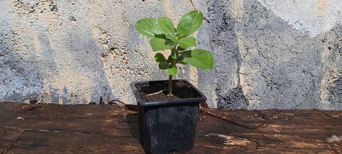 Ti plantes: EFFERALGAN OU DOLIPRANE tiplantes.blogspot.com/2022/05/effera…
