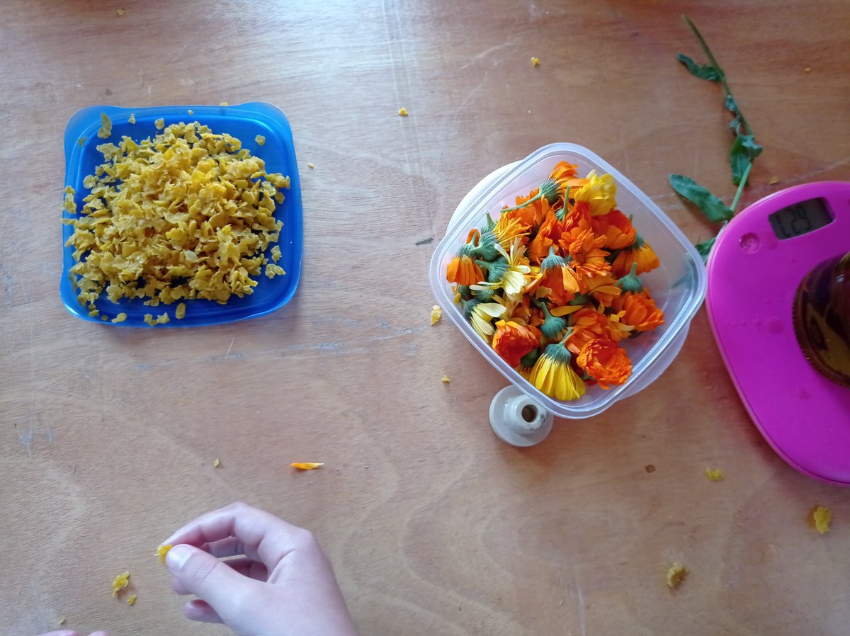 boscturull's tweet photo. Avui per la Festa de Sant Ponç alumnes de primària de l'@MontsenyEscola han vingut a fer un taller amb La Recol·lectora! 🌾🌼
Han utilitzat les aromàtiques i els espais del #BoscTurull per fer un ungüent de calèndula, olis aromàtics personalitzats i sabó! 🫙🌞 https://t.co/qtH25CVEIi