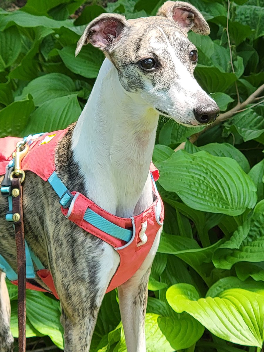 sclor15's tweet image. It&apos;s #whippetwednesday ! Fay Wray is sporting her new gear from @ruffwear