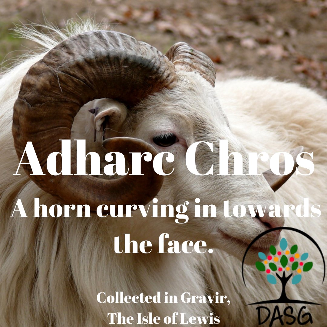 DASG_Glaschu's tweet photo. https://t.co/mEUeSbpruV
🐏
ADHARC CHROS - A HORN TURNING IN TOWARDS THE FACE
🐐
#AdharcChros #Adharcan #Horn #Horns #Antlers #Cròcach #Caoraich #Sheep #Spèidh #Livestock
➰
#Grabhar #Gravir #LochanADeas #SouthLochs #Leòdhas #TheIsleofLewis #Alba #Scotland
#Gàidhlig #Gaelic https://t.co/suexIQb7YU