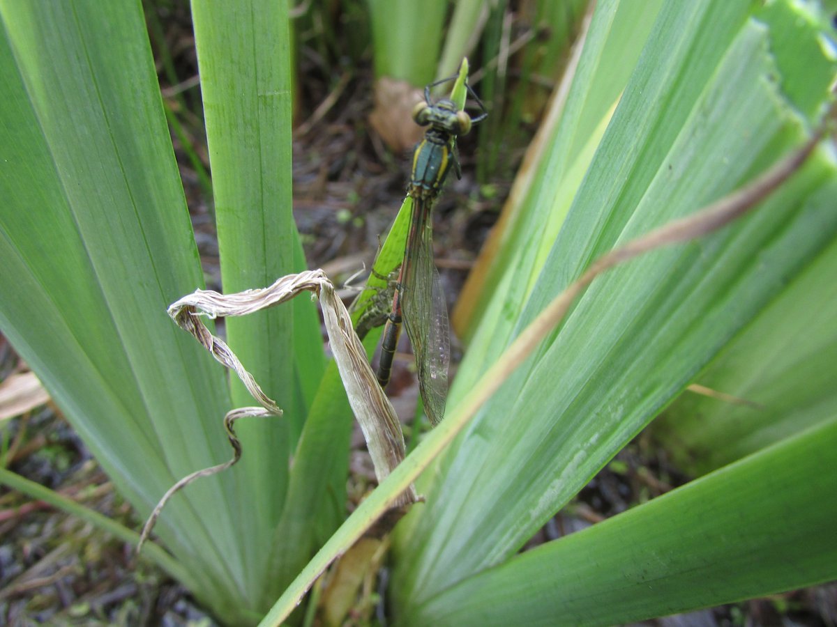 ScotlandBds's tweet photo. Great excitement for me on Friday when I saw my 1st #Damselfly of the year at #Dragonfly #Hotspot Morton Lochs! #LargeRedDamselfly ♥️🐉♥️ @Marijke2710 https://t.co/N8FqmWl6gU