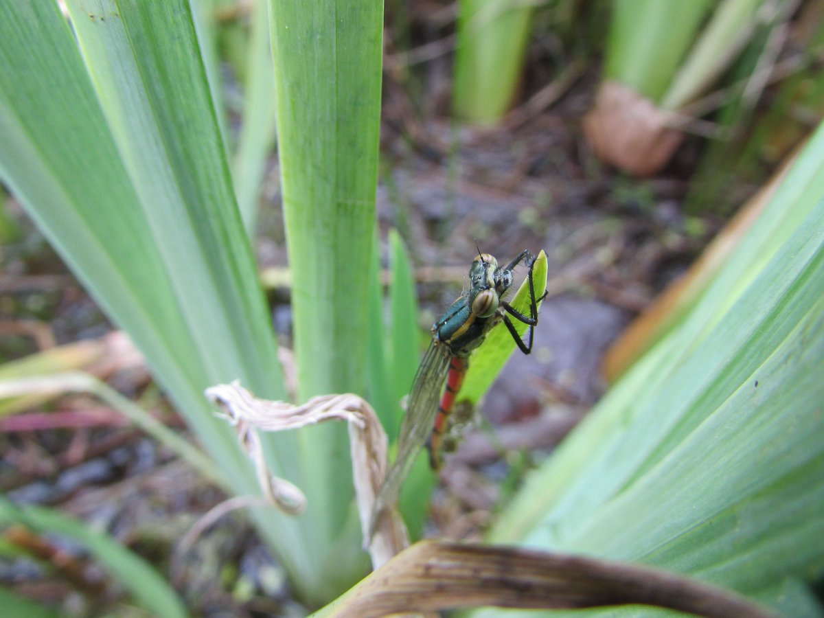 ScotlandBds's tweet photo. Great excitement for me on Friday when I saw my 1st #Damselfly of the year at #Dragonfly #Hotspot Morton Lochs! #LargeRedDamselfly ♥️🐉♥️ @Marijke2710 https://t.co/N8FqmWl6gU