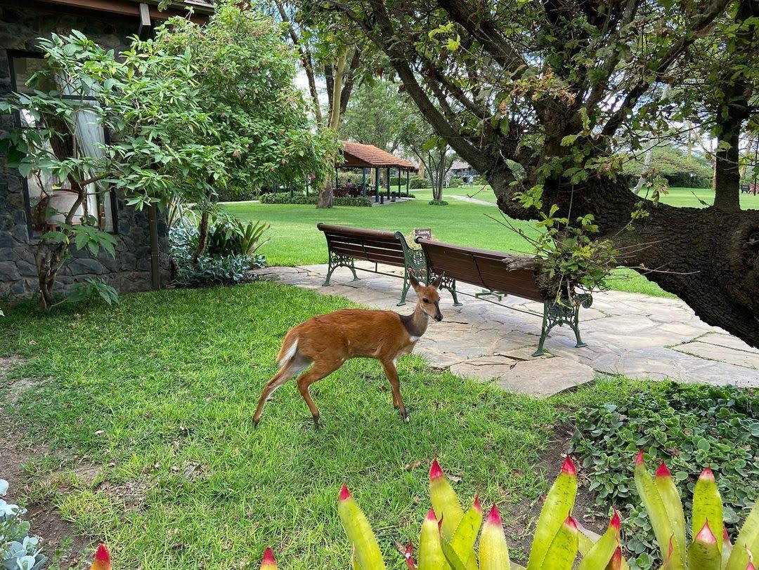 serenahotels's tweet photo. Another beautiful day at #serenaSweetwaters bumping into one of our resident bushbucks. You can enjoy the company of the bushbucks and waterbucks through out the day as the seek out the greener grass on the side of the camp. https://t.co/8XydFKRYPz
