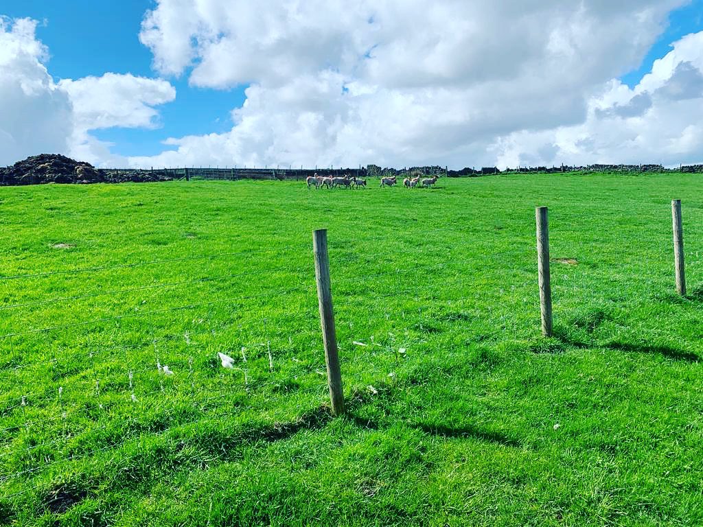 Yorkshire_TB's tweet photo. The sheep are in the field ready for the @the_northern_affinity lot tomorrow!
Letโs hope the weather is like this!
#thenorthernaffinity #sheep #sheepherding #sheepfarming #teambuilding #yorkshire #yorkshireteambuilding https://t.co/OikMYu1Im8