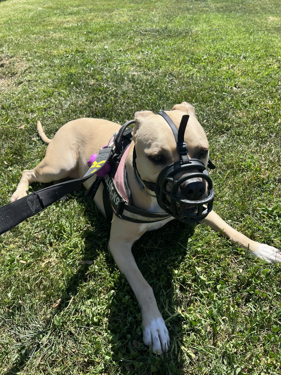 Lyna__15's tweet photo. Nala chilling al sol es todo lo que amo ✨ https://t.co/WQWga1Aeiv
