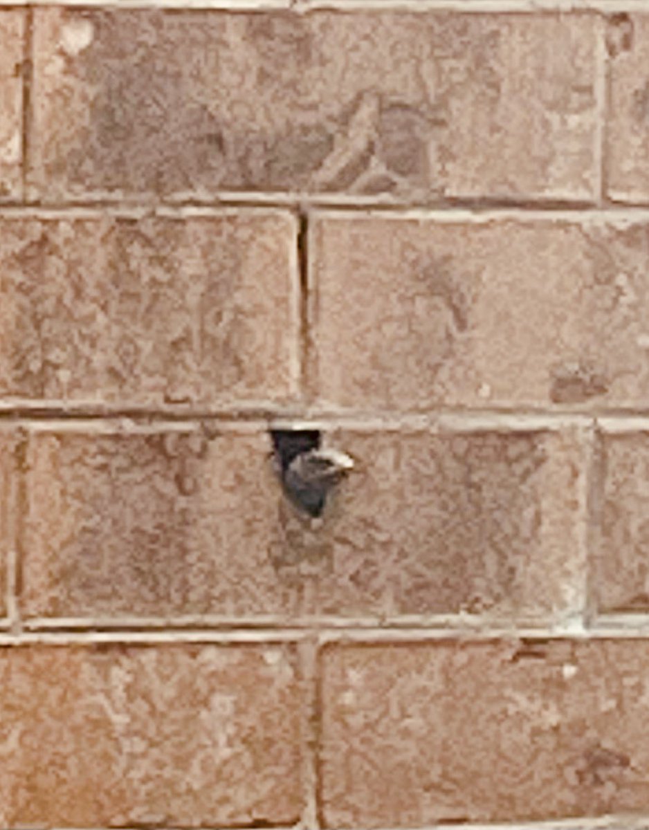 OrduaYolanda's tweet photo. Garrobo 🦎 inquilino en mi casa, lo observo cada mañana, asoma la cabeza y sale a tomar el sol ☀️, hoy quise tomarle foto y se esfuma, ¿debo cerrar ese hueco o le cobro renta? 🤔 #dudando #Miercoles https://t.co/4VMjGc9AR4
