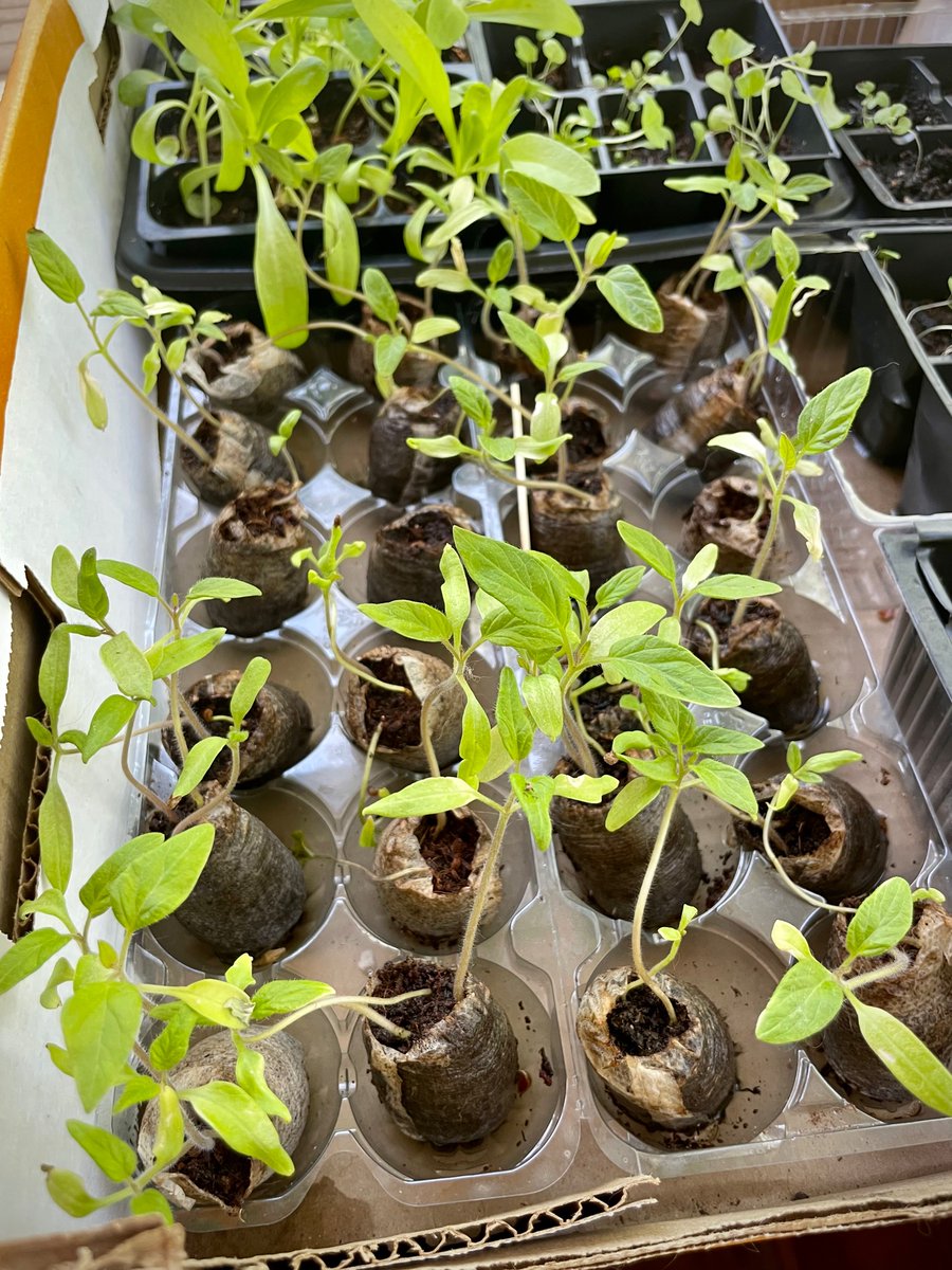 Catnipkombucha's tweet image. Getting these little guys into pots today 
#growyourownfood