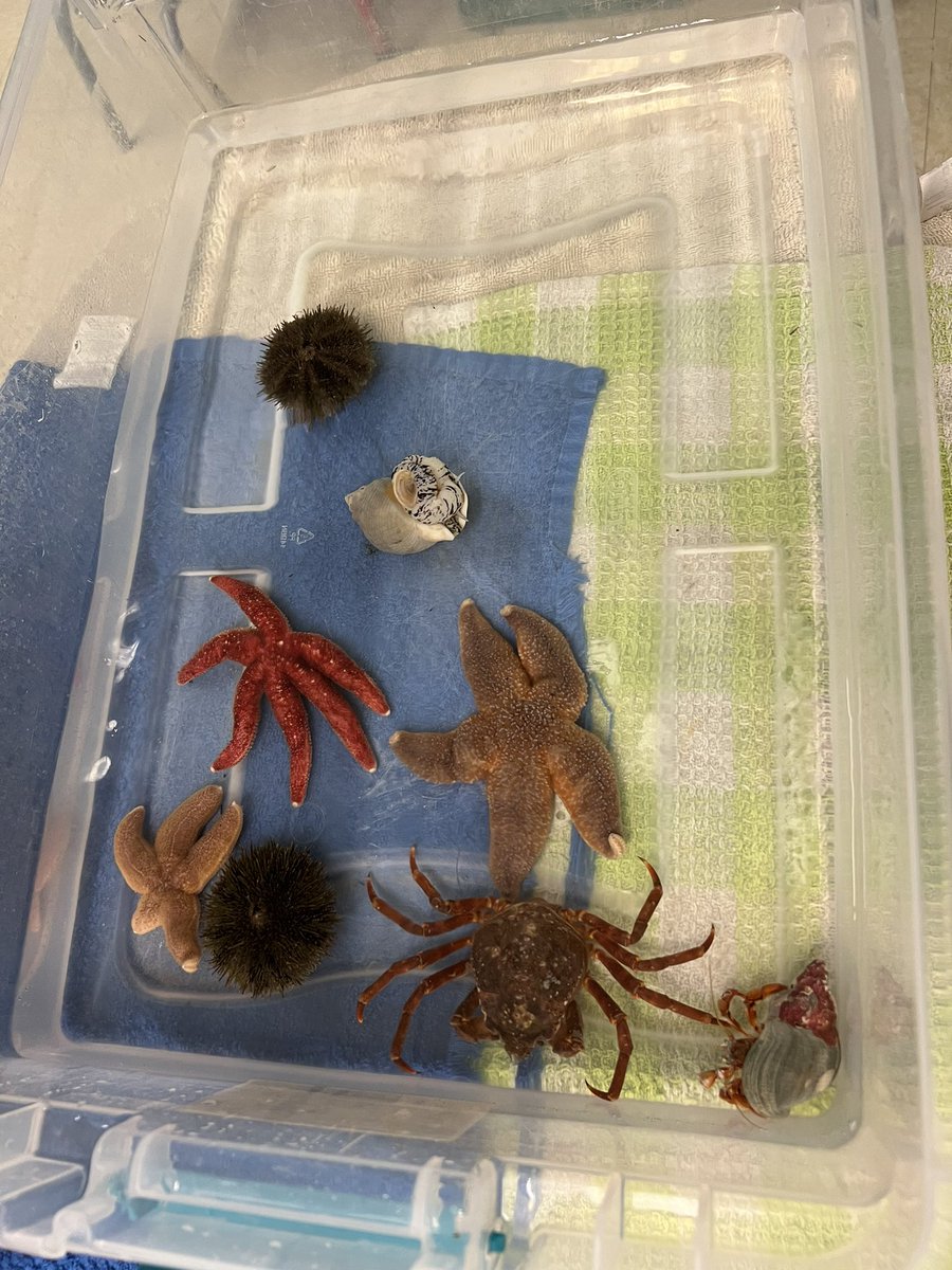 TOUCH TANK! Everyone’s FAV! What a wonderful Presentation  by Miss. Holly and Miss. Kayla from the <a href="/PettyHrMiniAqua/">Petty Hr Mini Aqua</a> <a href="/BishopFeild/">Bishop Feild Elementary</a> <a href="/NLESDCA/">NLESD</a>  Thank you to <a href="/KarenZendel/">Karen W</a>  for donating this presentation to our class! What a cool experience!!!
