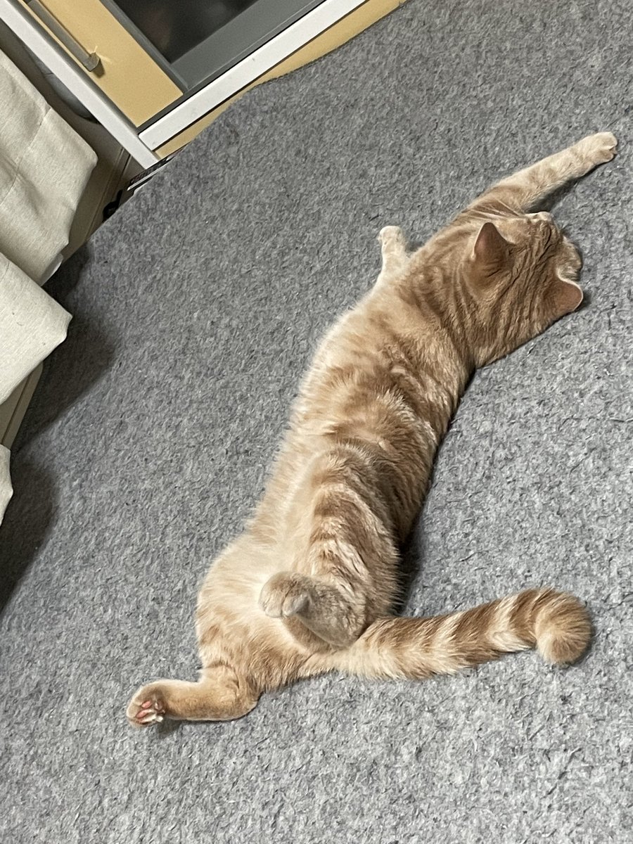 UchinekoChannel's tweet photo. 5/11 1歳のお誕生日に伸びるきなこ。
ハピバ🎂㊗️

#猫　#スコティッシュフォールド #猫好きさんと繋がりたい https://t.co/Al9PAl70jE