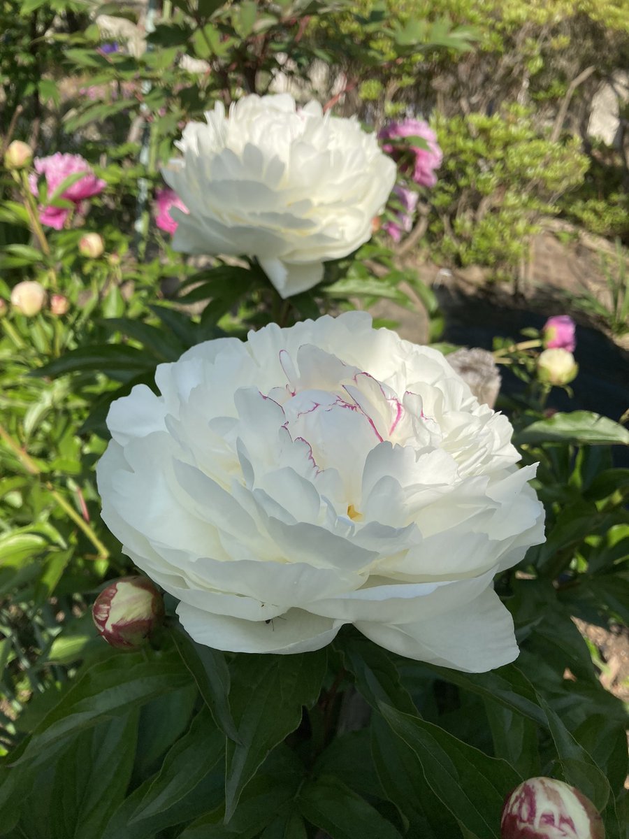 今年も我が家の芍薬が咲きました!この芍薬、昔から庭にあったのですが、某アニメ誌の「お供の月島に芍薬の花束持たせて、親友の結婚式に参加する鯉登」って絵を見て以来、私にとって特別な花になりました☺️
そんな訳で🌙🎏2人の思い出の花・芍薬をテーマにした作品再掲します!宜しければご覧ください😊 