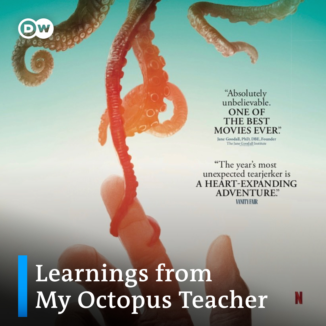 DW Global Ideas & Environment on Twitter "🐙How did you feel about the