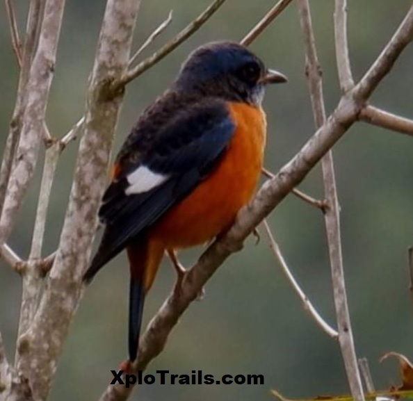 xplotrails's tweet photo. BLUE CAPPED ROCK THRUSH-நீலத்தலைப் பூங்குருவி
click during Birding by #xplotrails
#trekking #briding #camping #photography https://t.co/JlAxJv5tVC