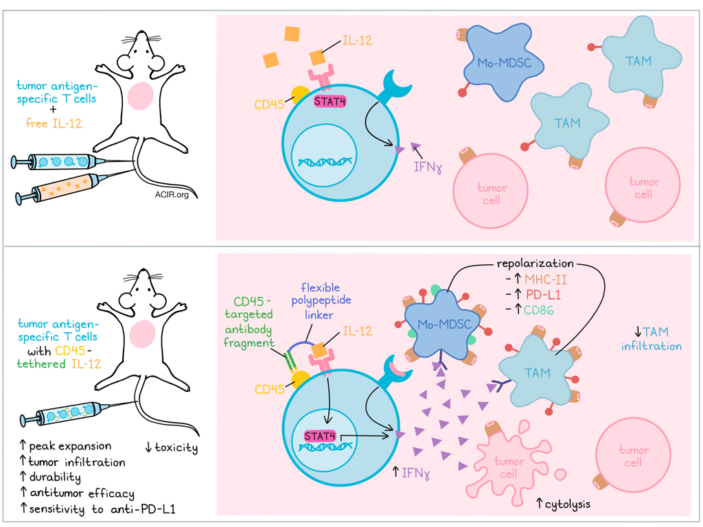 ACIR_org's tweet photo. Tying Il-12 onto T cells improves their #antitumor effects. Read our summary and interview with the researcher here => https://t.co/IOG9X6bn1l  @RepertoireIM 
 @TL_Andresen https://t.co/IJC0cGwVPB